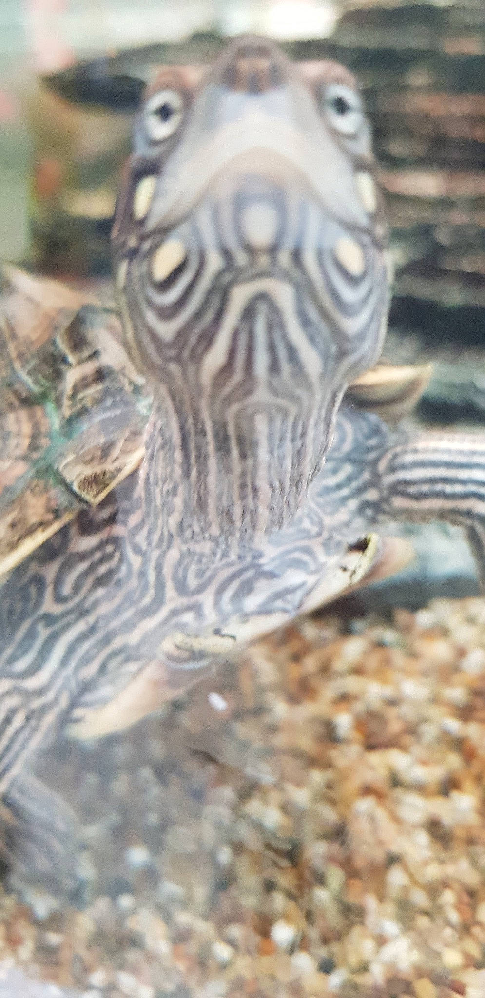 Gertrude a rejoint le concours — aidez-le/la à gagner de superbes lots ! close_up, fauna, reptile, turtle, water