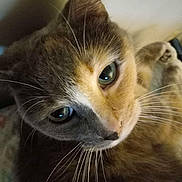 Booboo joined the competition — help win amazing prizes! animal, cat, close_up, closeup, cozy, curious, cute, domestic_animal, face, feline, fur, green_eyes, indoor, looking, mammal, pet, portrait, relaxed, soft_light, whiskers