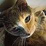 animal, cat, close_up, closeup, cozy, curious, cute, domestic_animal, face, feline, fur, green_eyes, indoor, looking, mammal, pet, portrait, relaxed, soft_light, whiskers