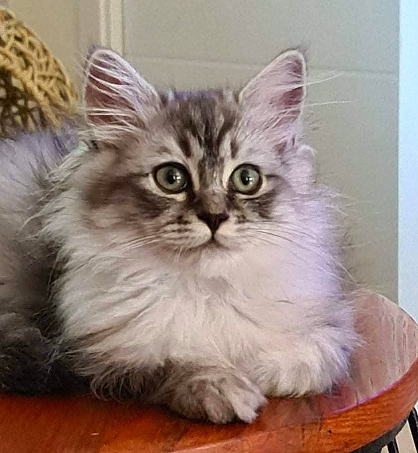Savannah participe au concours pour gagner de l'argent avec cette photo : art, box, british_longhair, carnivore, cat, claw, domestic_short_haired_cat, fawn, felidae, fur, paw, small_to_medium_sized_cats, snout, tail, whiskers, window