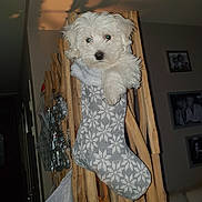 Olly participe au concours pour gagner de l'argent avec cette photo : bichon, bichon_frise, bolognese, carnivoran, companion_dog, dog, dog_breed, dog_breed_group, dog_like_mammal, fur, havanese, maltese, mammal, non_sporting_group, puppy, schnoodle, snout, vertebrate, west_highland_white_terrier, white