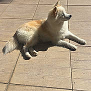 Suna participe au concours pour gagner de l'argent avec cette photo : dog, puppy, fluffy, white_and_tan, lying_down, outdoor, patio, tiles, sunlight, shadow, garden, gravel, greenery, fur, pointed_ears, tail, paws, relaxed, animal, portrait