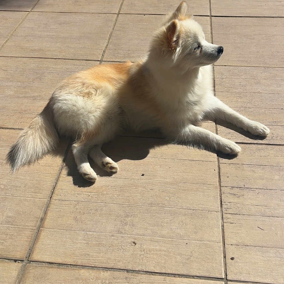 Suna