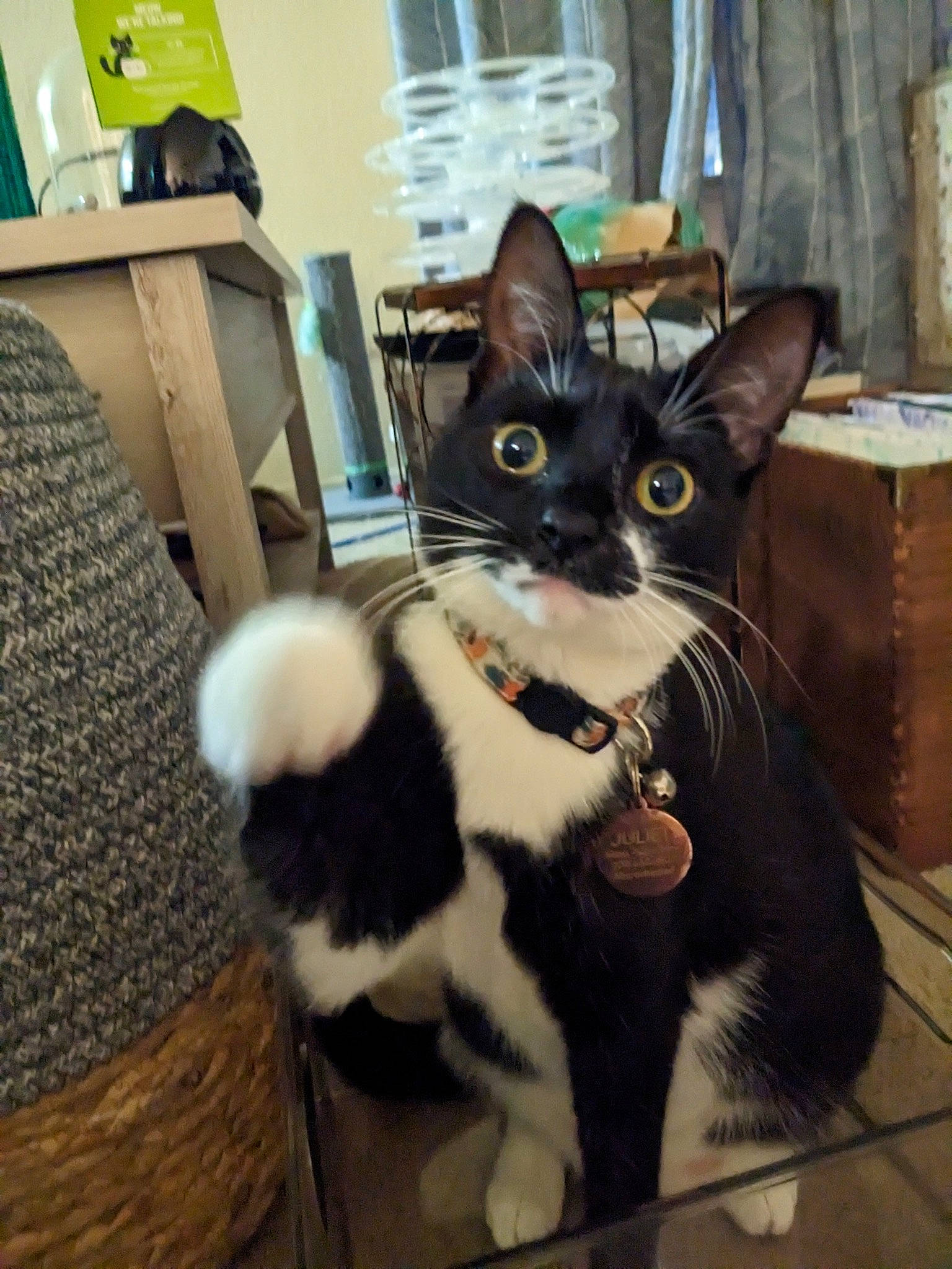 Juliet is registered to the contest to win money with this photo: bag, box, cardboard, carnivore, carton, cat, curtain, domestic_short_haired_cat, felidae, flooring, formal_wear, fur, packaging_and_labeling, paw, shipping_box, small_to_medium_sized_cats, snout, tail, whiskers, window