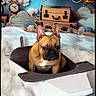 dog, french_bulldog, wooden_airplane, clouds, vintage_suitcases, alarm_clock, toy_airplane, blue_sky, decor, prop, fluffy, indoor, cute, pet, portrait, whimsical, imaginative, brown_dog, ears, sitting