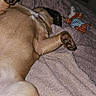 dog, lying_down, blanket, toy, paw, sleeping, cozy, indoor, brown_fur, pink, soft_texture, relaxed, pet, bedroom, night, clown_toy, animal, resting, cute, fur