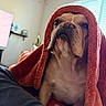 Pierre is registered to the contest to win money with this photo: dog, bulldog, blanket, orange_blanket, indoor, window_blinds, pet, cozy, portrait, fur, snug, relaxed, domestic, animal, looking_up, light, home, comfort, cute, companion