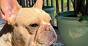 Pierre is registered to the contest to win money with this photo: animal, balcony, close_up, companion, dog, ears, face, french_bulldog, indoor, patterned_rug, pet, plant, portrait, potted_plant, relaxed, shadow, snout, sunlight, tan, whiskers