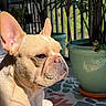 Pierre is registered to the contest to win money with this photo: dog, french_bulldog, pet, close_up, sunlight, indoor, plant, potted_plant, balcony, patterned_rug, tan, animal, portrait, ears, face, snout, whiskers, shadow, relaxed, companion