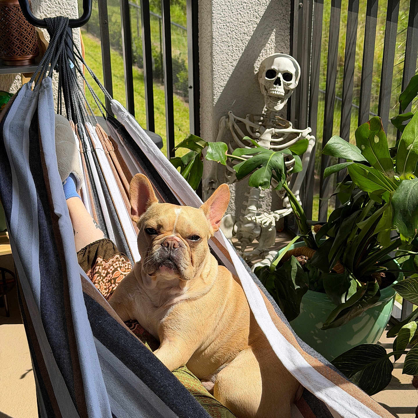 Pierre joined the competition — help win amazing prizes! dog, french_bulldog, hammock, balcony, sunlight, plant, potted_plant, skeleton, relaxing, pet, outdoor, shade, shadow, striped_fabric, greenery, decor, summer, resting, animal, cozy