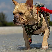 Pierre is registered to the contest to win money with this photo: animal, beach, canine, close_up, clouds, daylight, dog, french_bulldog, fur, harness, leash, nature, outdoor, paw, pet, shallow_water, sky, summer, walking, water