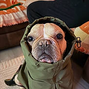 Pierre joined the competition — help win amazing prizes! dog, pet, hood, jacket, coat, face, indoor, animal, canine, fur, brown, eyes, snout, expression, sitting, floor, blanket, person, couch, furniture