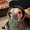dog, pet, hood, jacket, coat, face, indoor, animal, canine, fur, brown, eyes, snout, expression, sitting, floor, blanket, person, couch, furniture