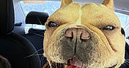 Pierre is registered to the contest to win money with this photo: dog, close_up, car_interior, tongue_out, happy, pet, canine, seat, leather, collar, smiling, animal, muzzle, ears, mouth_open, sitting, vehicle, daylight, friendly, companion