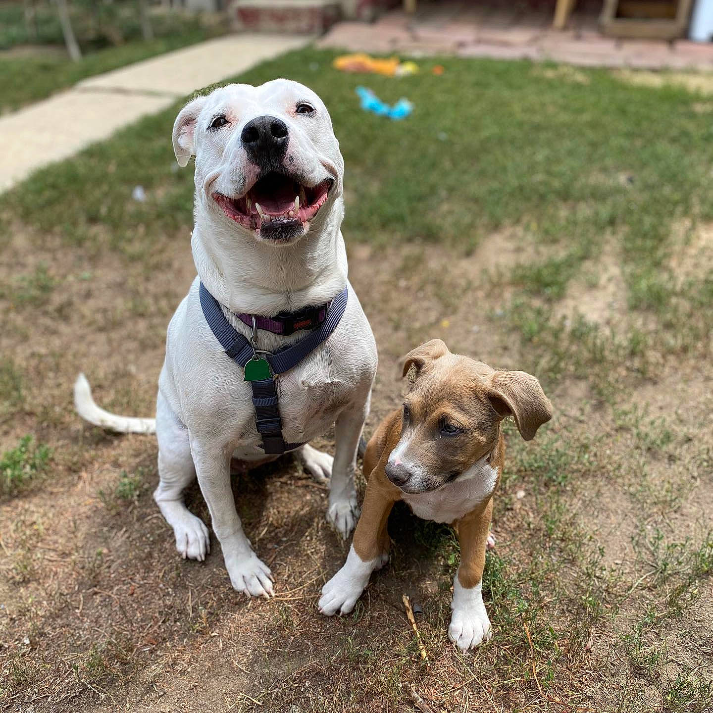 Pearl is registered to the contest to win money with this photo: adventure, american_bulldog, american_pit_bull_terrier, american_staffordshire_terrier, canidae, carnivore, catahoula_bulldog, companion_dog, dog, dog_breed, fashion_accessory, fawn, grass, mammal, non_sporting_group, pit_bull, rare_breed_dog, sporting_group, staffordshire_bull_terrier, vertebrate