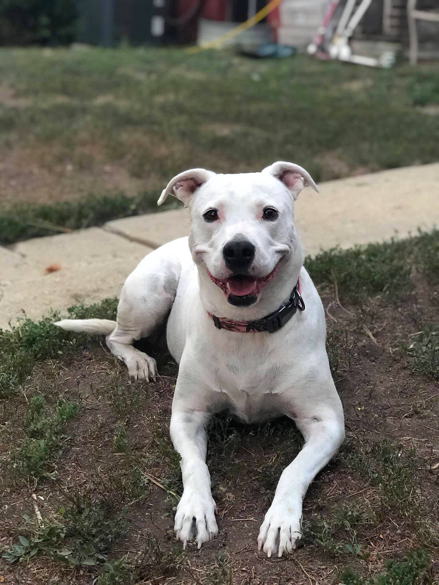 Pearl joined the competition — help win amazing prizes! american_pit_bull_terrier, bull_and_terrier, canidae, carnivore, companion_dog, cordoba_fighting_dog, dog, dog_breed, dogo_argentino, dogo_guatemalteco, fawn, mammal, non_sporting_group, old_english_terrier, pit_bull, rare_breed_dog, snout, sporting_group, tail, vertebrate