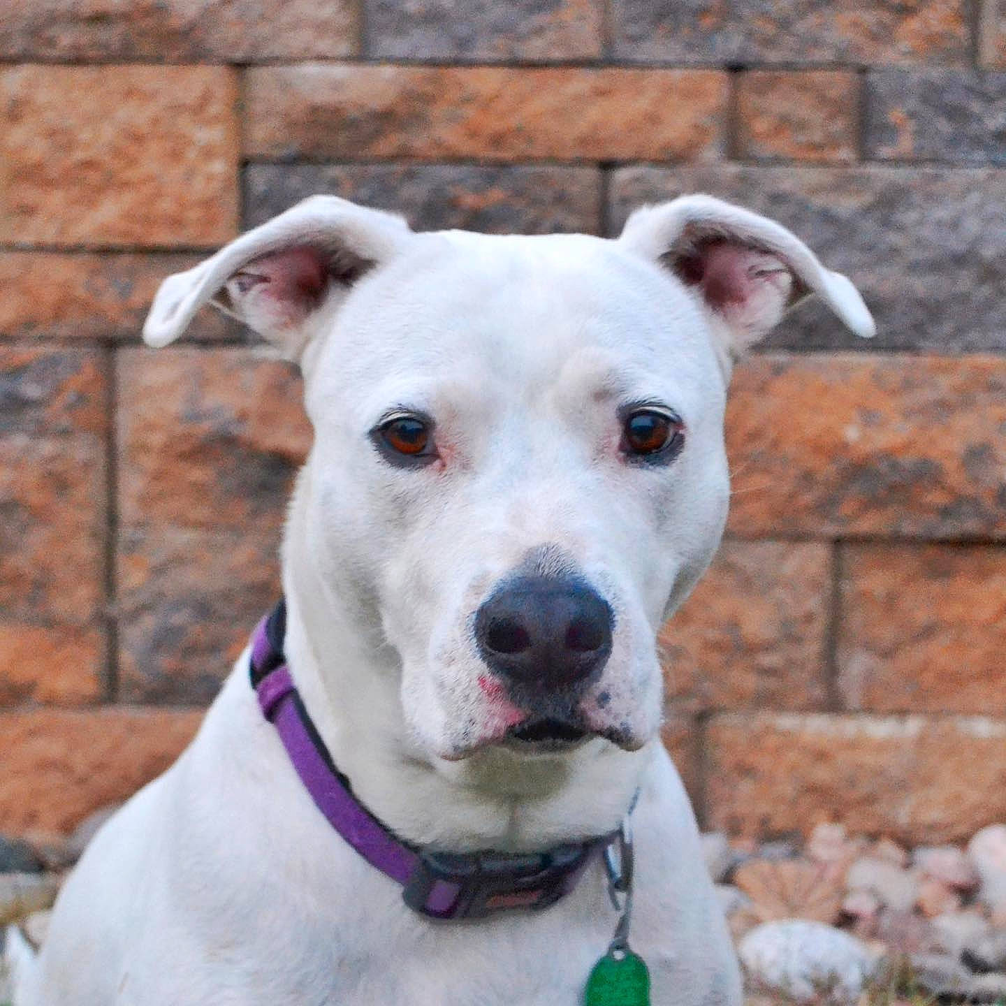 Pearl joined the competition — help win amazing prizes! american_pit_bull_terrier, canidae, carnivore, companion_dog, cordoba_fighting_dog, dog, dog_breed, dog_collar, dogo_guatemalteco, fawn, mammal, non_sporting_group, pit_bull, rare_breed_dog, snout, sporting_group, vertebrate