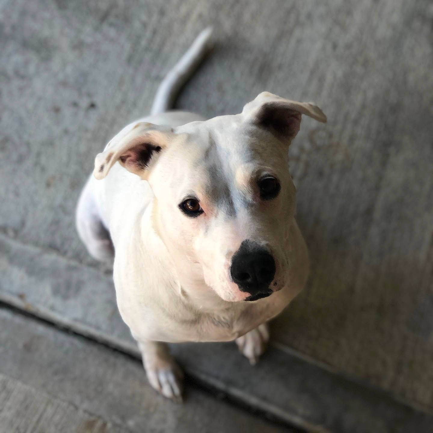 Pearl is registered to the contest to win money with this photo: american_pit_bull_terrier, american_staffordshire_terrier, canidae, carnivore, companion_dog, dog, dog_breed, fawn, mammal, non_sporting_group, nose, pit_bull, puppy, rare_breed_dog, snout, sporting_group, street_dog, vertebrate