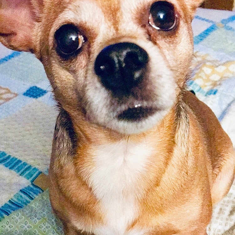 Honey Crisp joined the competition — help win amazing prizes! ancient_dog_breeds, canidae, carnivore, chihuahua, companion_dog, corgi_chihuahua, dog, dog_breed, ear, eye, fawn, feist, mammal, nose, puppy, rare_breed_dog, snout, toy_dog, vertebrate, whiskers