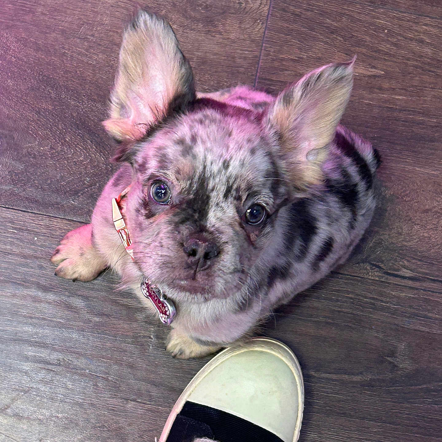 Skylar joined the competition — help win amazing prizes! animal, bulldog, canine, clothing, dog, footwear, frenchbulldog, hardwood, husky, pet, pig, plywood, puppy, purple, runningshoe, sandal, shoe, sneaker, snout, wood