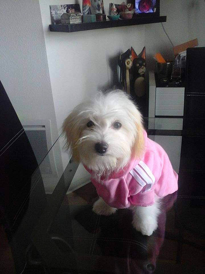 Lilou a rejoint le concours — aidez-le/la à gagner de superbes lots ! canidae, carnivore, companion_dog, dog, dog_breed, dog_supply, floor, flooring, fur, hardwood, picture_frame, room, shelf, shelving, small_terrier, snout, television, terrier, toy_dog, working_animal