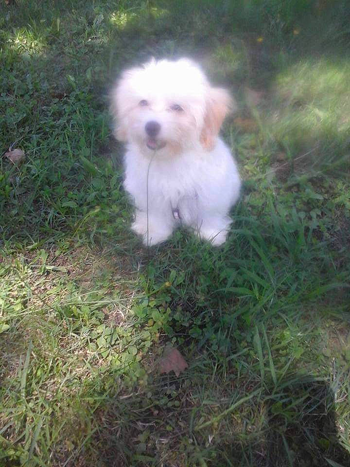 Lilou participe au concours pour gagner de l'argent avec cette photo : canidae, carnivore, cockapoo, companion_dog, dog, dog_breed, fawn, grass, mal_shi, maltepoo, plant, poodle_crossbreed, puppy, small_terrier, snout, sporting_group, terrier, toy_dog, water_dog, working_animal