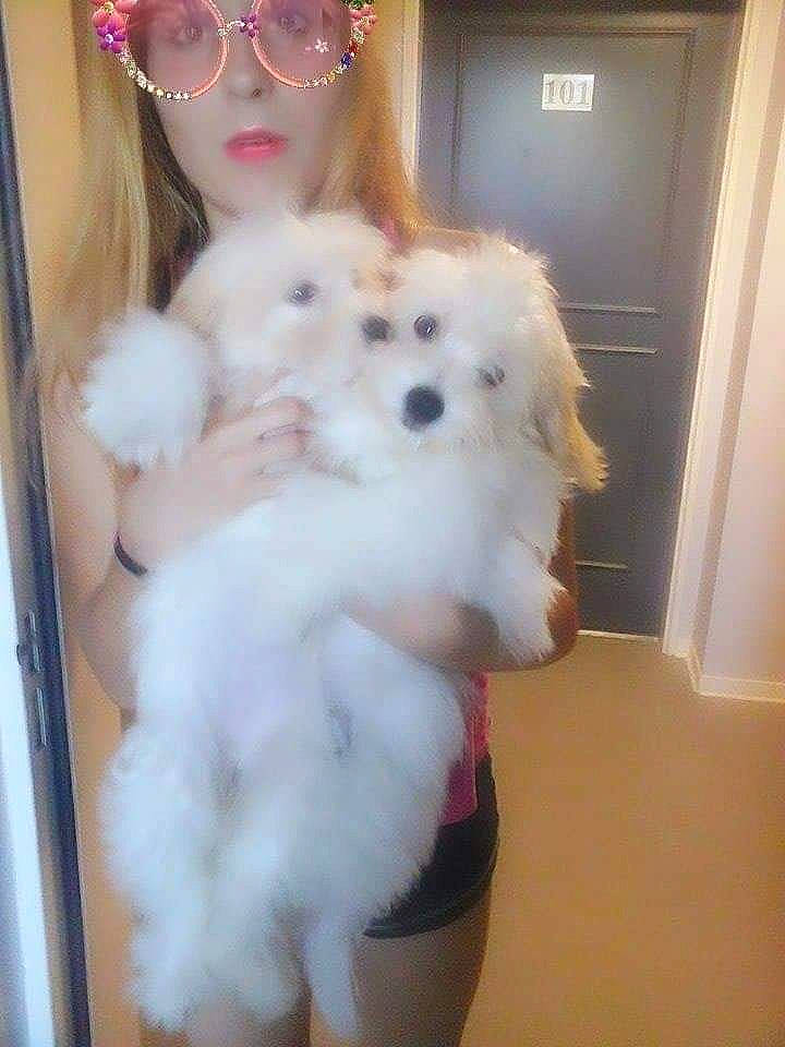 Lilou a rejoint le concours — aidez-le/la à gagner de superbes lots ! bangs, canidae, carnivore, companion_dog, dog, dog_breed, eyelash, eyewear, fur, goggles, non_sporting_group, pink, sporting_group, sunglasses, toy, toy_dog, vision_care, white, wig