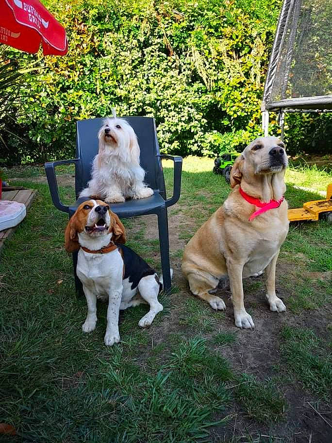 Lilou participe au concours pour gagner de l'argent avec cette photo : canidae, carnivore, chair, collar, companion_dog, dog, dog_breed, fawn, grass, gun_dog, leisure, mammal, outdoor_furniture, pet_supply, plant, sporting_group, tail, tree, wood, yard