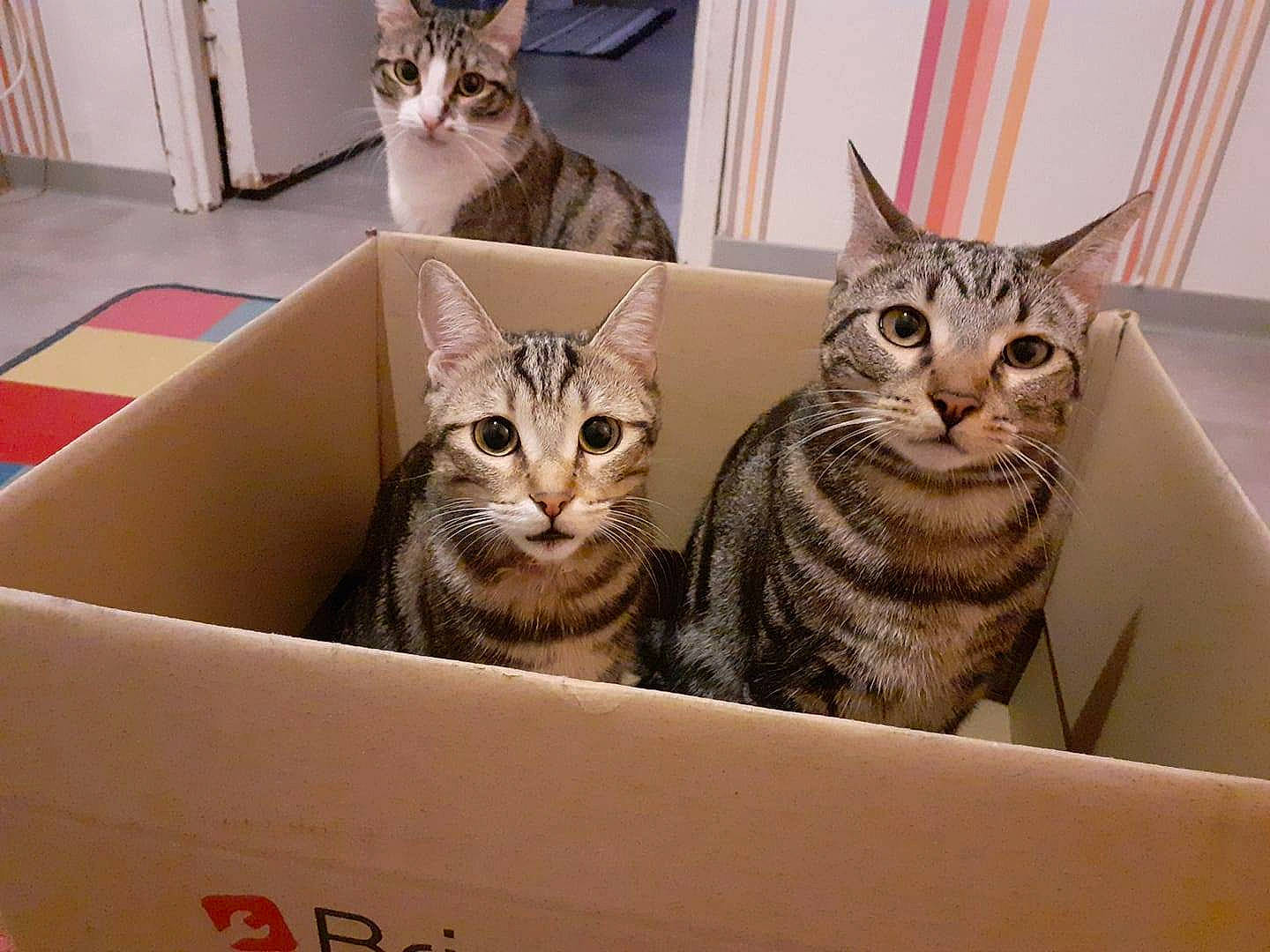 Nalha a rejoint le concours — aidez-le/la à gagner de superbes lots ! box, cardboard, carnivore, carton, cat, comfort, domestic_short_haired_cat, felidae, fur, mammal, packaging_and_labeling, packing_materials, paw, pet_supply, shipping_box, small_to_medium_sized_cats, vertebrate, whiskers