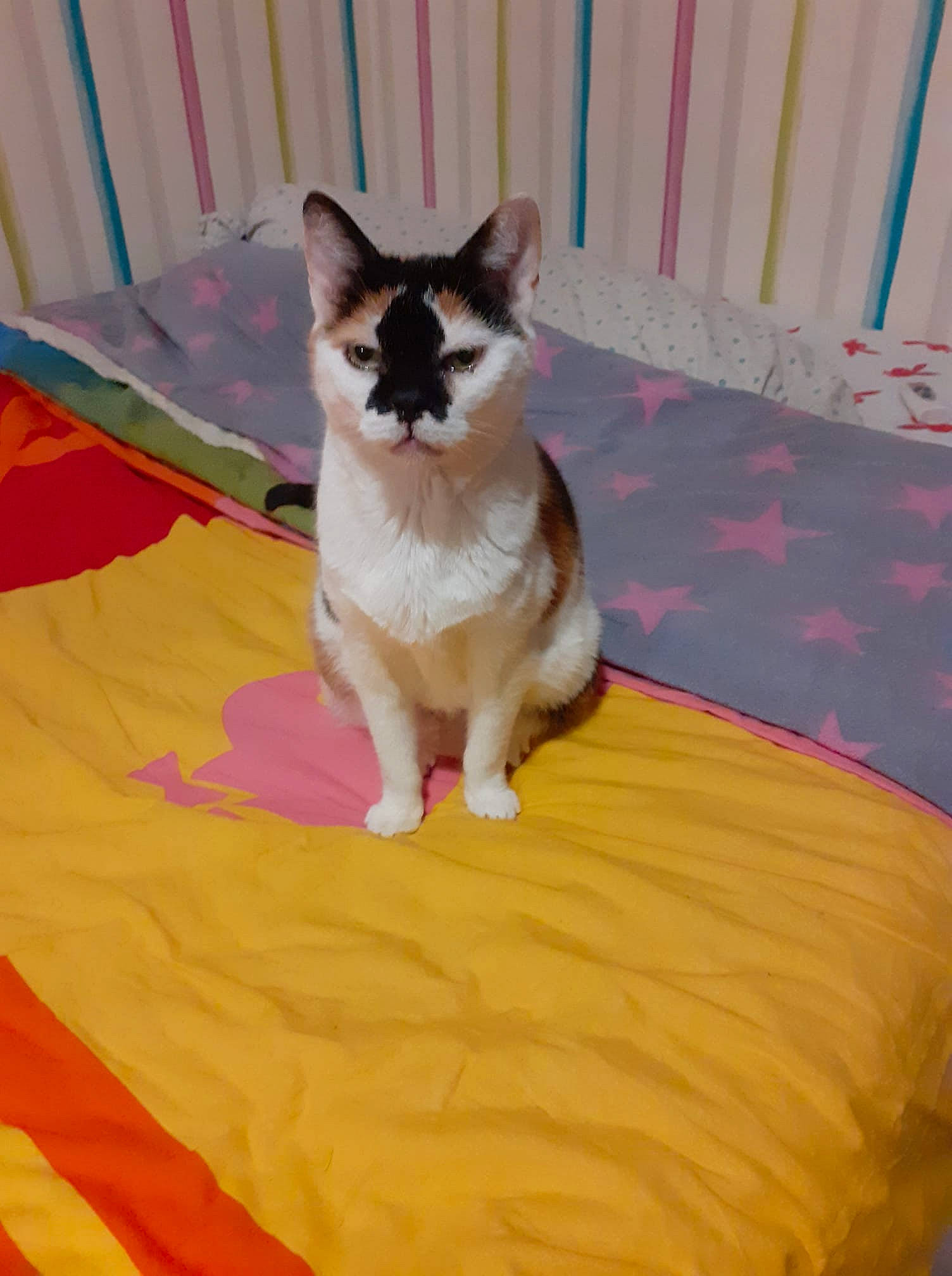 Nalha a rejoint le concours — aidez-le/la à gagner de superbes lots ! carnivore, cat, comfort, companion_dog, dog_breed, fawn, felidae, flooring, fur, hardwood, human_leg, linens, magenta, paw, pet_supply, pink, small_to_medium_sized_cats, tail, whiskers, wood