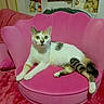 cat, pet, animal, white_cat, tabby, striped_tail, sitting, lounging, portrait, indoors, bedroom, armchair, pink_chair, pink_blanket, furniture, home, cute, green_eyes, relaxed, photography