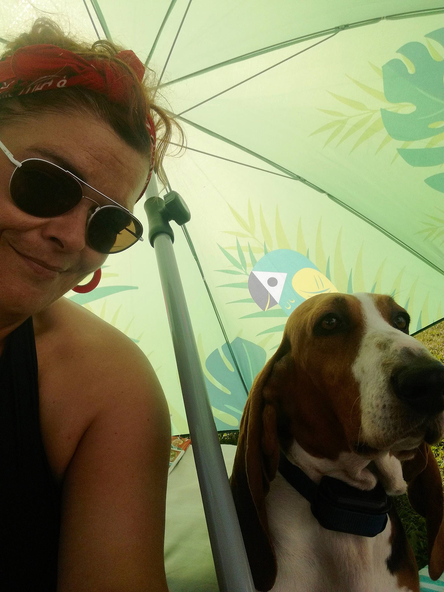 Mowgli Du Cheval Du Marquet participe au concours pour gagner de l'argent avec cette photo : basset_artesien_normand, basset_hound, canidae, carnivore, cool, coonhound, dog, dog_breed, ear, eye, eyewear, fun, head, hound, nose, photography, selfie, snout, sporting_group, sunglasses