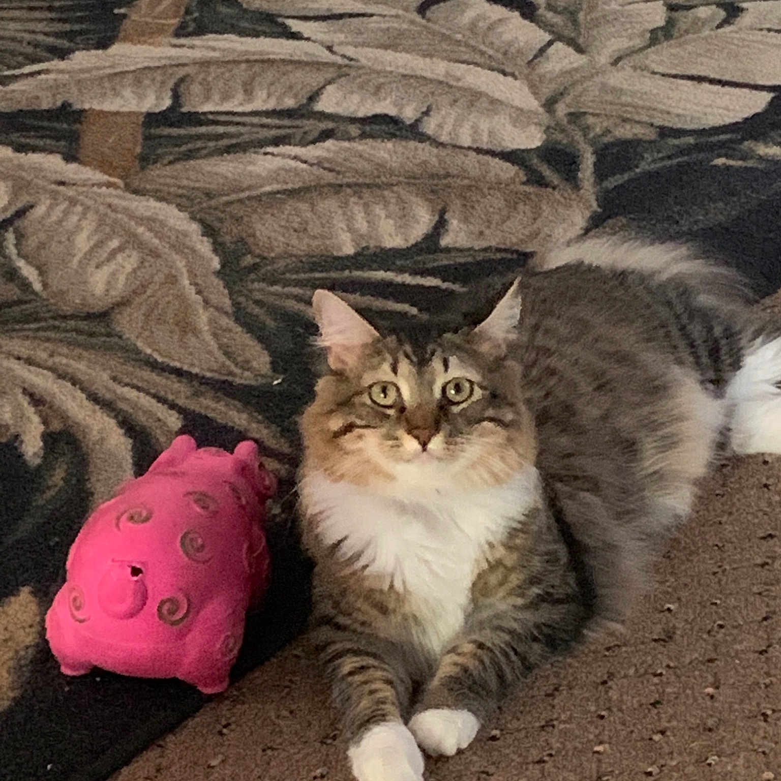 Lily Gale Mclaughlin