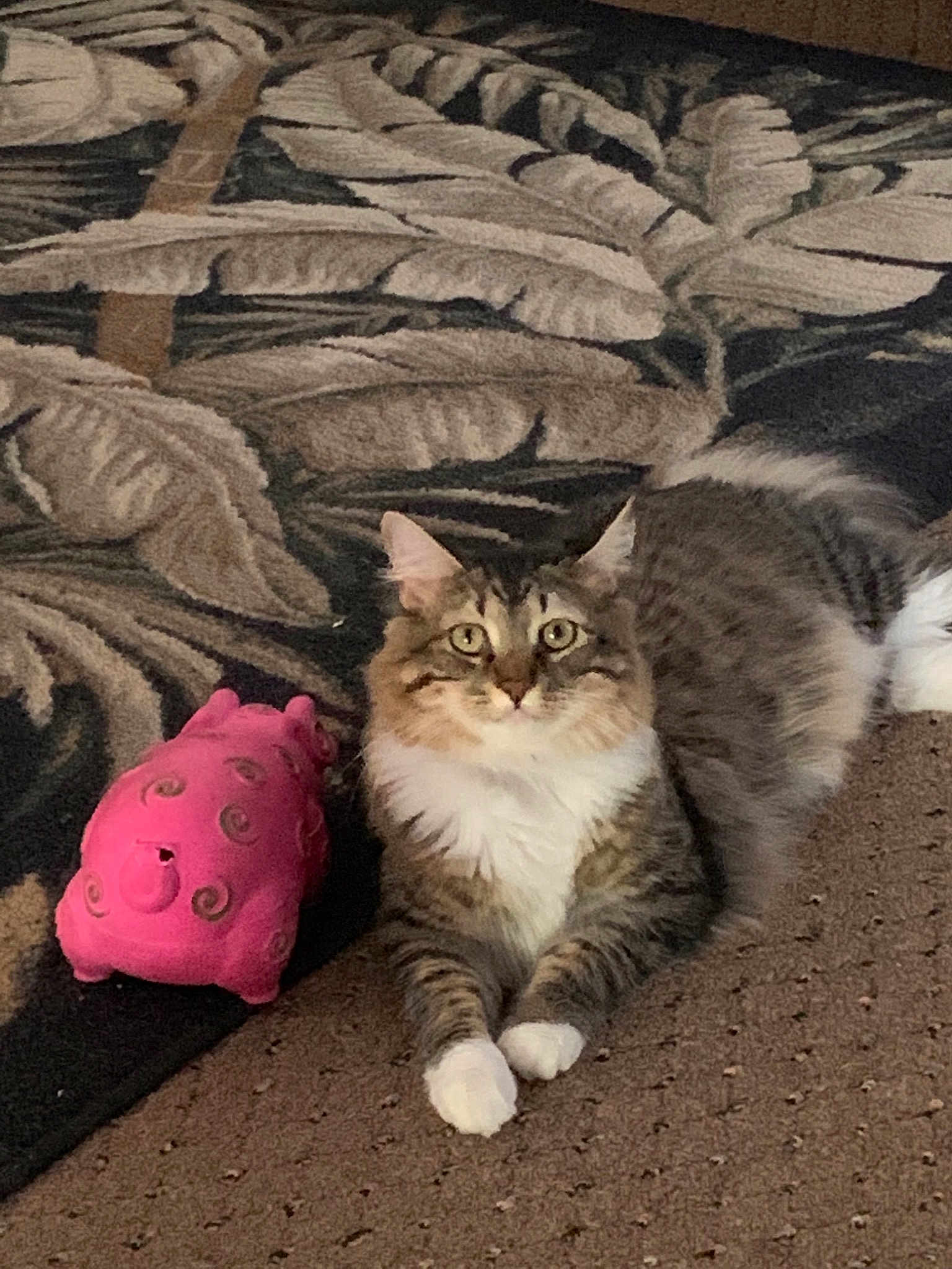 Lily Gale Mclaughlin