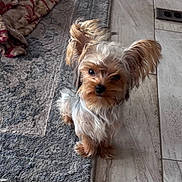 Arty joined the competition — help win amazing prizes! dog, small_dog, fluffy, ears, curious_eyes, head_tilt, indoor, rug, floor, tile, pet, cute, animal, companion, fur, looking_up, home, domestic, adorable, sitting
