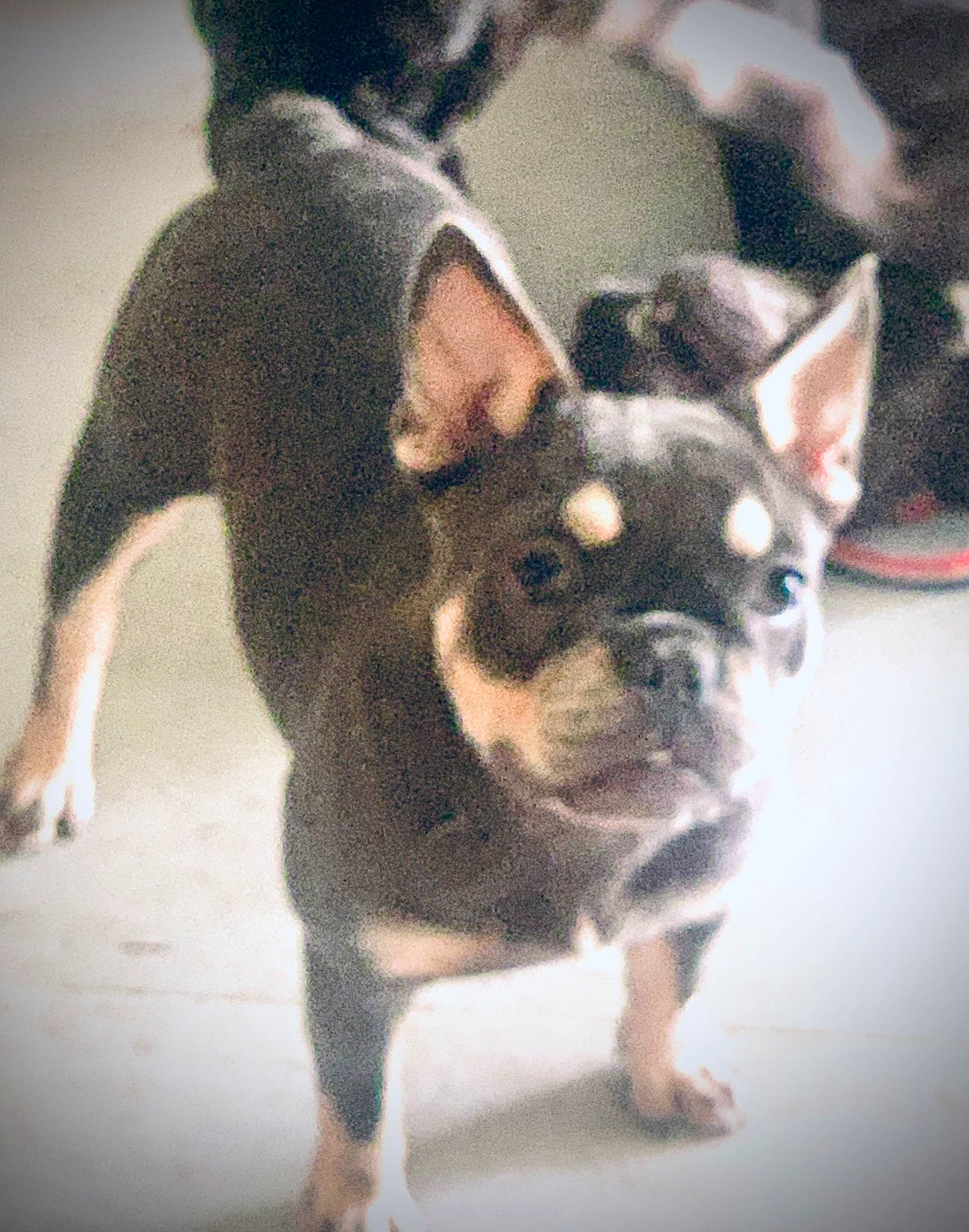 Munchie is registered to the contest to win money with this photo: boston_terrier, bulldog, canidae, carnivore, companion_dog, dog, dog_breed, ear, fawn, french_bulldog, fur, paw, puppy, puppy_love, snout, sporting_group, terrestrial_animal, toy_dog, whiskers, working_animal