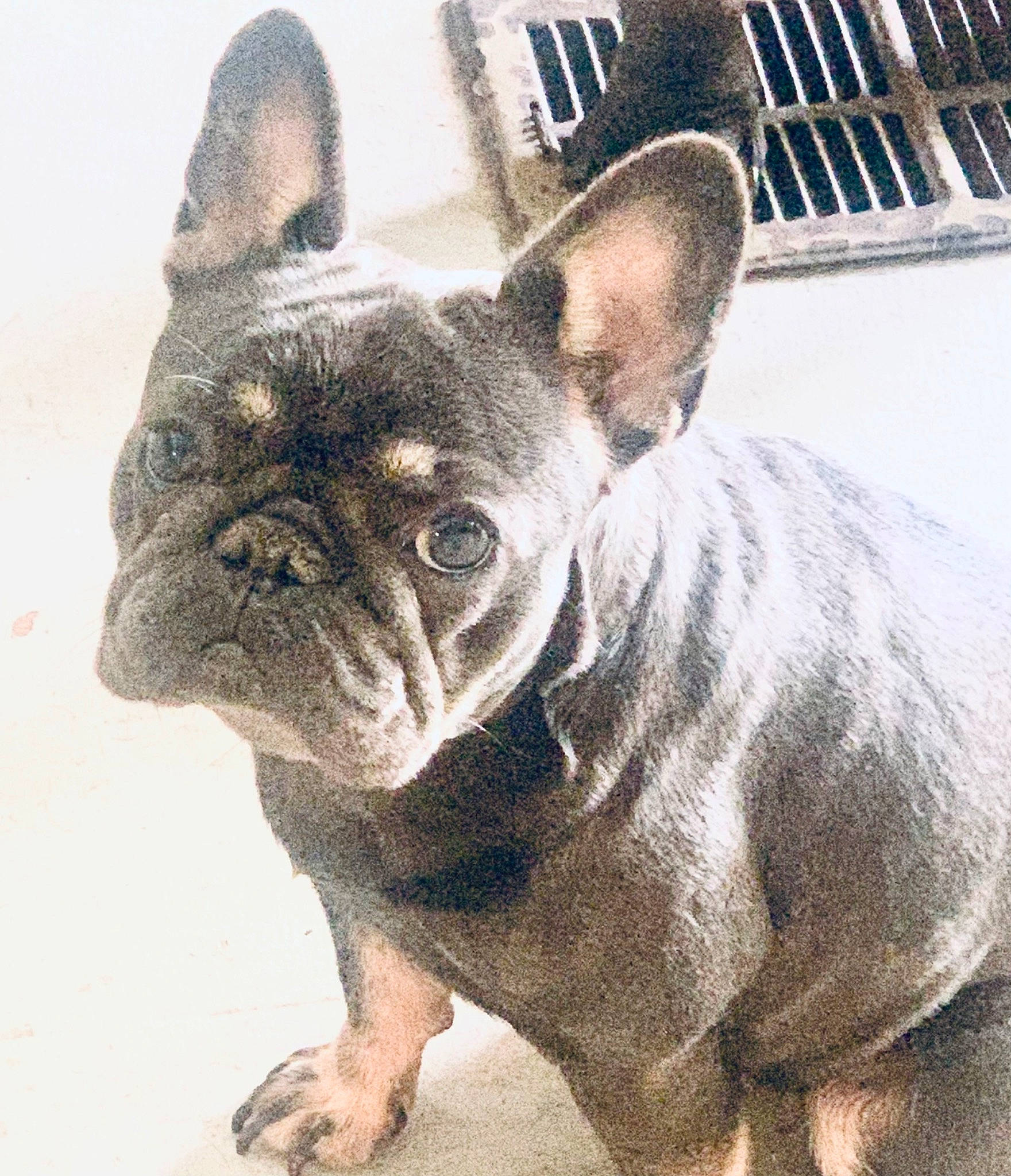 Bailey is registered to the contest to win money with this photo: ancient_dog_breeds, bulldog, carnivore, companion_dog, dog, dog_breed, ear, fawn, french_bulldog, mesh, non_sporting_group, snout, terrestrial_animal, toy_dog, whiskers, working_animal, wrinkle