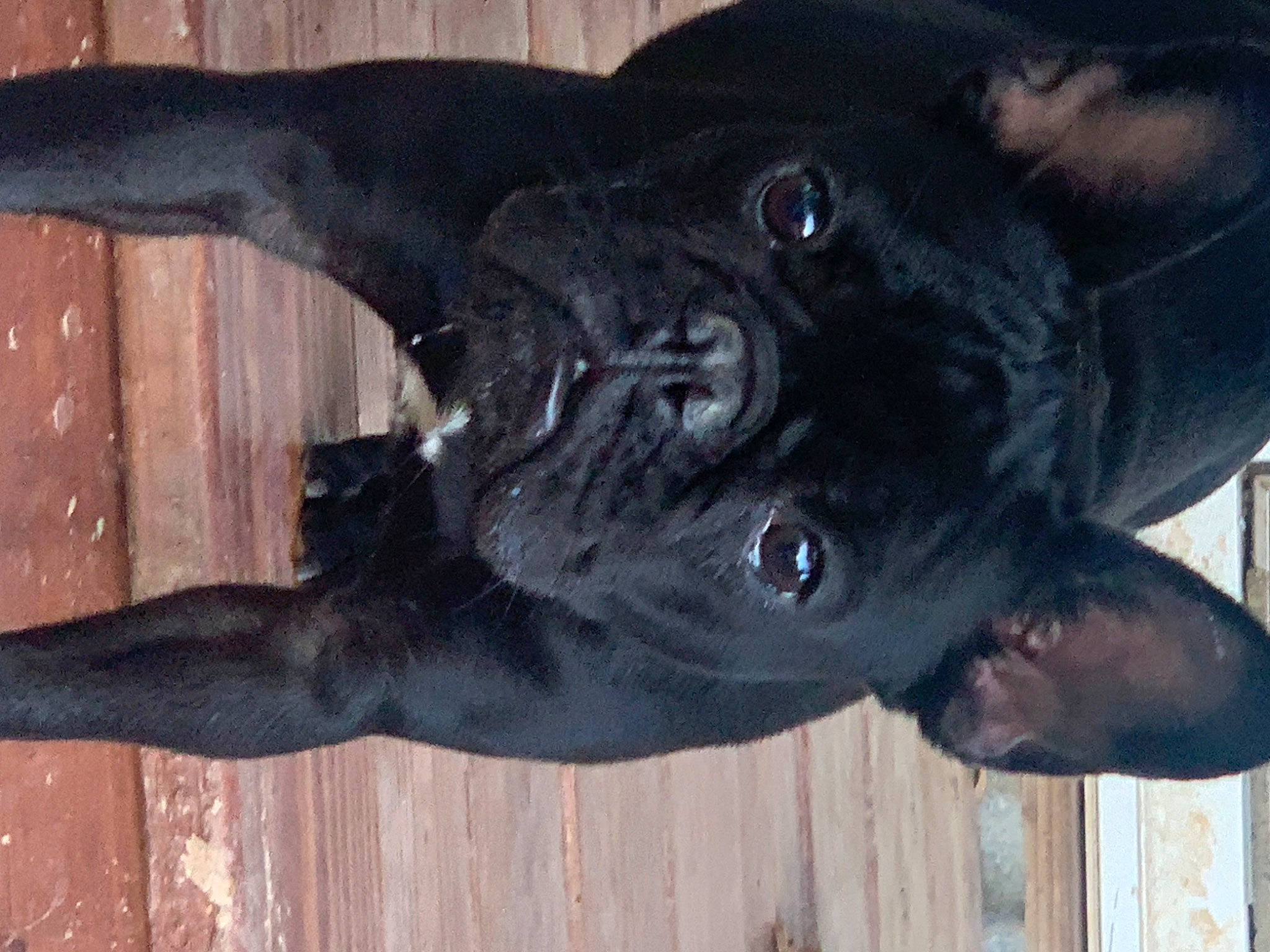 T-neg joined the competition — help win amazing prizes! borador, canidae, carnivore, companion_dog, dog, dog_breed, ear, fawn, fur, liver, mammal, plant, sculpture, snout, sporting_group, tail, vertebrate, whiskers, wood, working_animal