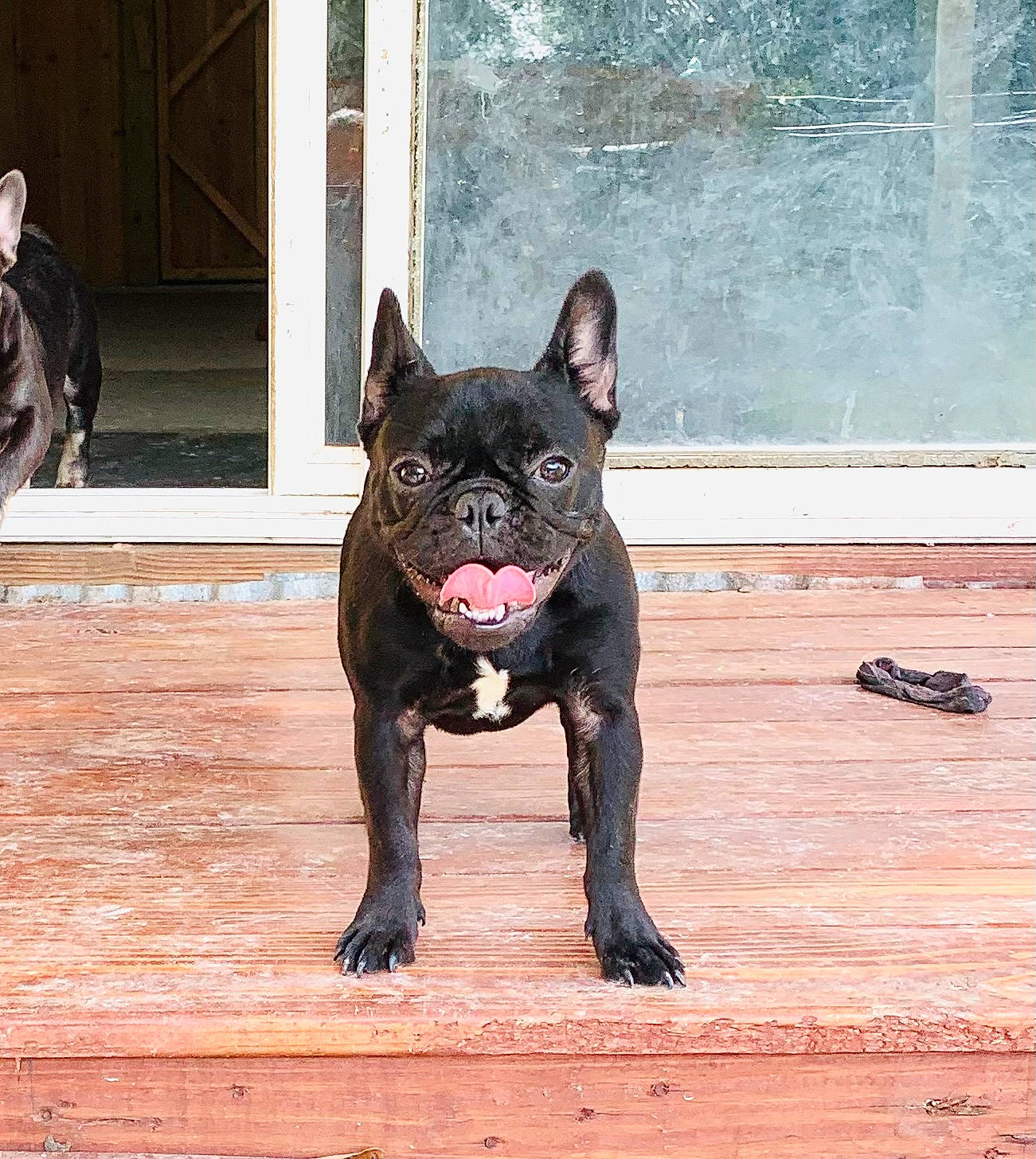 T-neg joined the competition — help win amazing prizes! bulldog, canidae, carnivore, collar, companion_dog, dog, dog_breed, dog_collar, door, fawn, fur, snout, sporting_group, tail, terrestrial_animal, water, whiskers, window, wood, working_animal