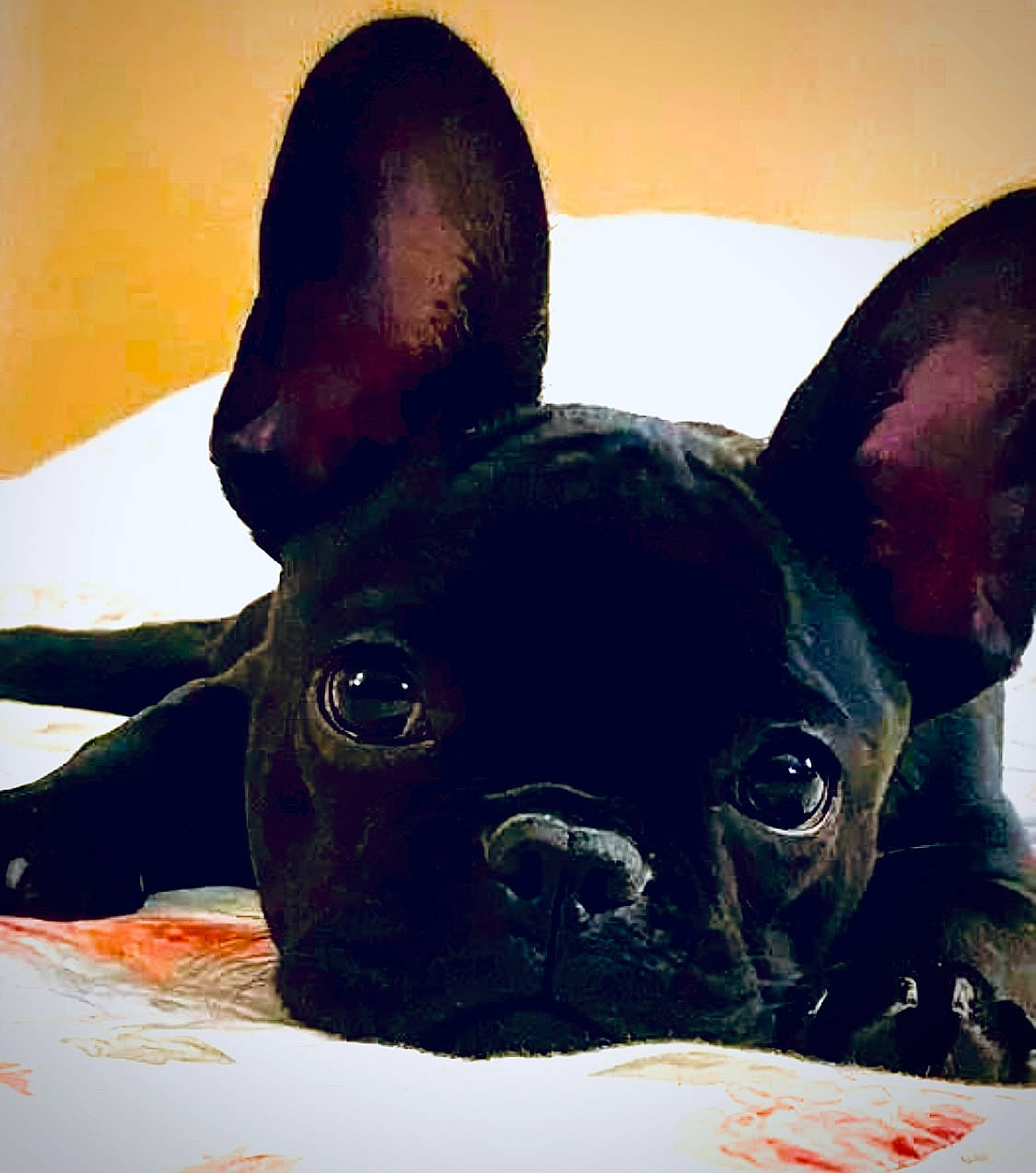 T-neg is registered to the contest to win money with this photo: art, canidae, carnivore, companion_dog, dog, dog_breed, ear, fawn, french_bulldog, fur, grass, illustration, non_sporting_group, snout, terrestrial_animal, toy, toy_dog, visual_arts, whiskers, working_animal