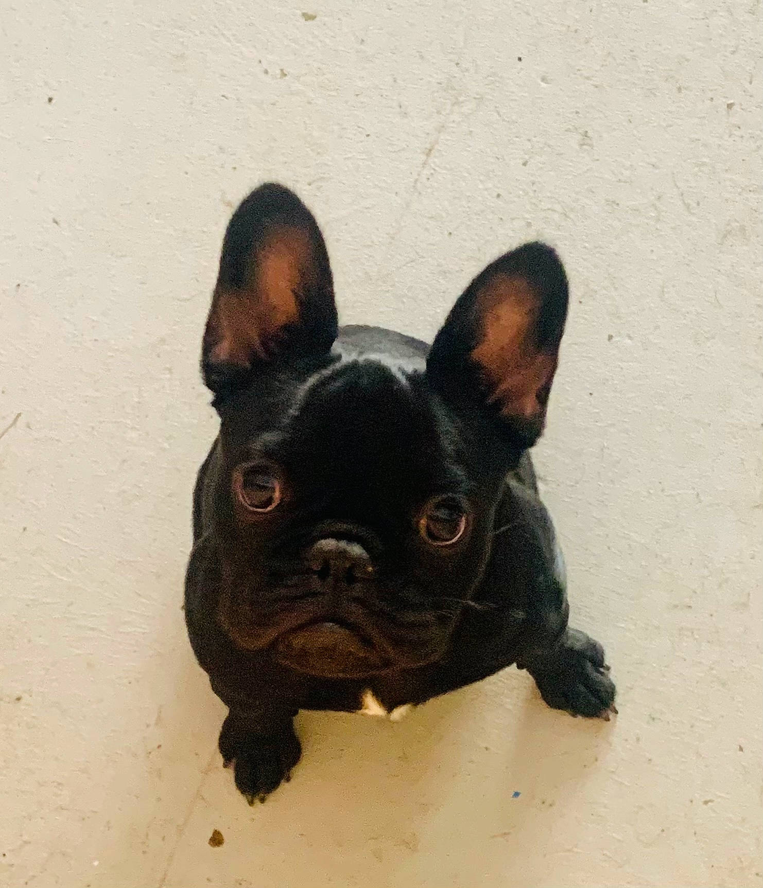 T-neg is registered to the contest to win money with this photo: art, bulldog, canidae, carnivore, companion_dog, dog, dog_breed, ear, eye, fawn, french_bulldog, head, sculpture, snout, sporting_group, terrestrial_animal, toy_dog, whiskers, working_animal, wrinkle