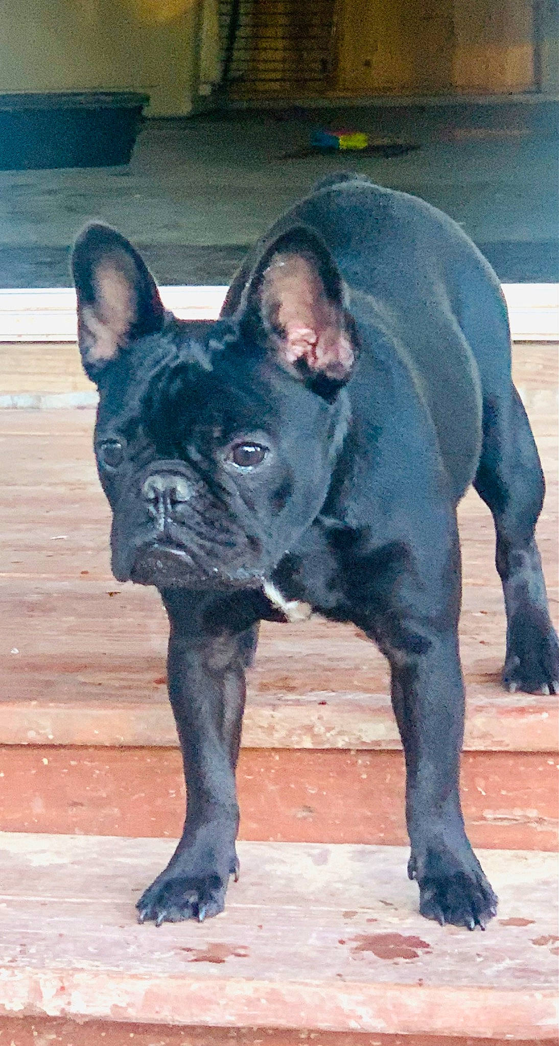 T-neg joined the competition — help win amazing prizes! canidae, carnivore, collar, companion_dog, dog, dog_breed, dog_collar, ear, fawn, french_bulldog, mammal, molosser, snout, sporting_group, terrestrial_animal, toy_dog, vertebrate, whiskers, working_animal, working_dog