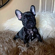 Kobe is registered to the contest to win money with this photo: dog, puppy, french_bulldog, black_dog, fluffy_rug, white_pillow, indoor, pet, cute, ears, fur, small_dog, animal, portrait, resting, looking, curious, companion, adorable, cozy