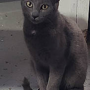 Willow joined the competition — help win amazing prizes! animal, attention, cat, closeup, concrete, curious, domestic_cat, ears, feline, floor, gray_cat, indoor, looking, pet, quiet, sitting, tail, wall, whiskers, yellow_eyes