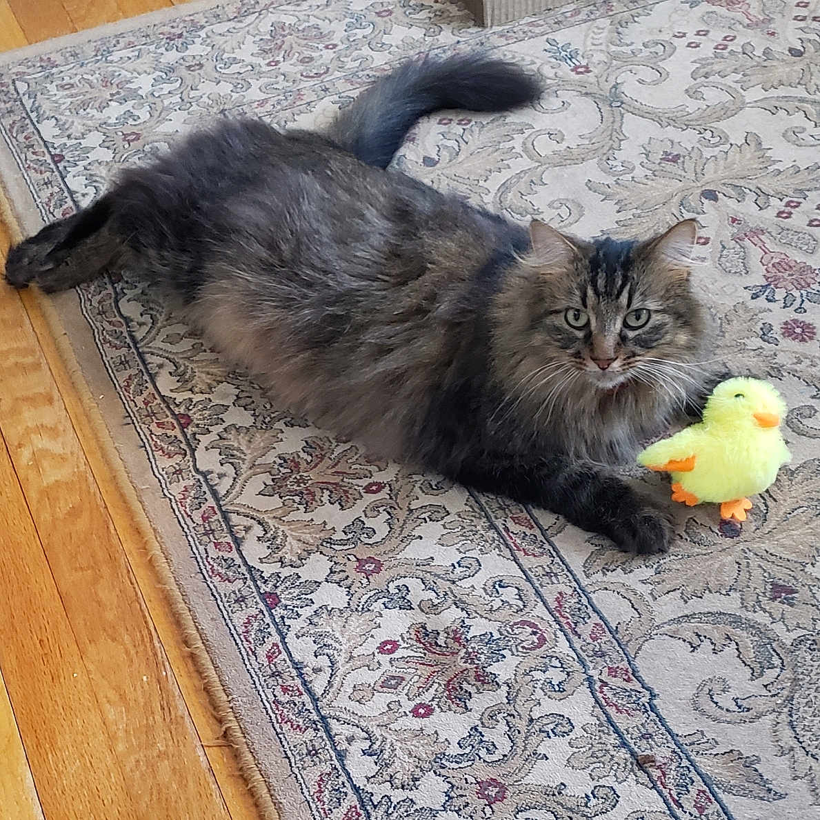 Magic joined the competition — help win amazing prizes! abyssinian, animal, architecture, bird, blackcat, building, cat, couch, furniture, hardwood, homedecor, indoors, interiordesign, kitten, manx, pet, plywood, rug, toy, wood