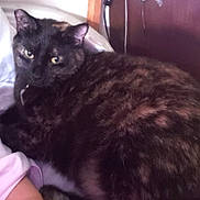 Bryndal is registered to the contest to win money with this photo: animal, bed, bedding, cat, closeup, comfort, curious, ears, feline, fur, home, indoor, looking, pet, relaxed, resting, sleepy, soft, tortoiseshell, whiskers