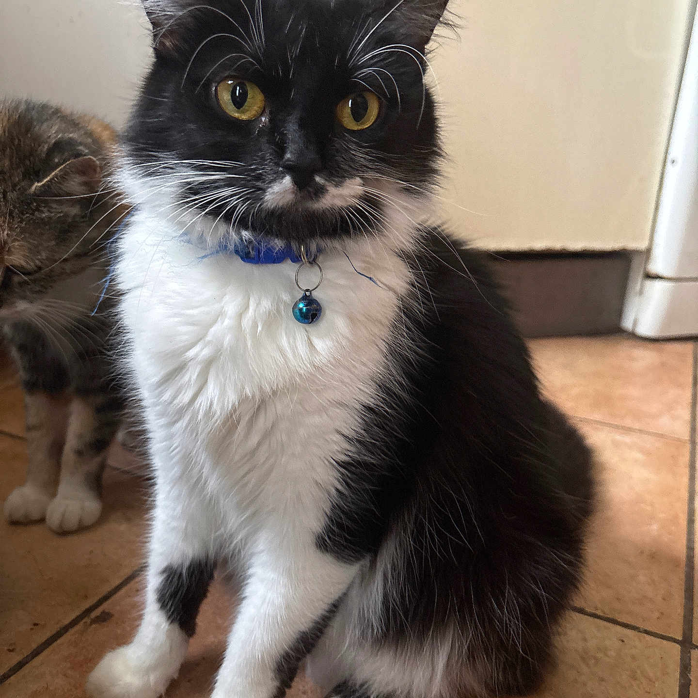 Narcos participe au concours pour gagner de l'argent avec cette photo : alert, animal, black_and_white, blue_collar, cat, closeup, companion, curious, cute, domestic_cat, feline, fluffy, fur, indoor, pet, sitting, tile_floor, two_cats, whiskers, yellow_eyes
