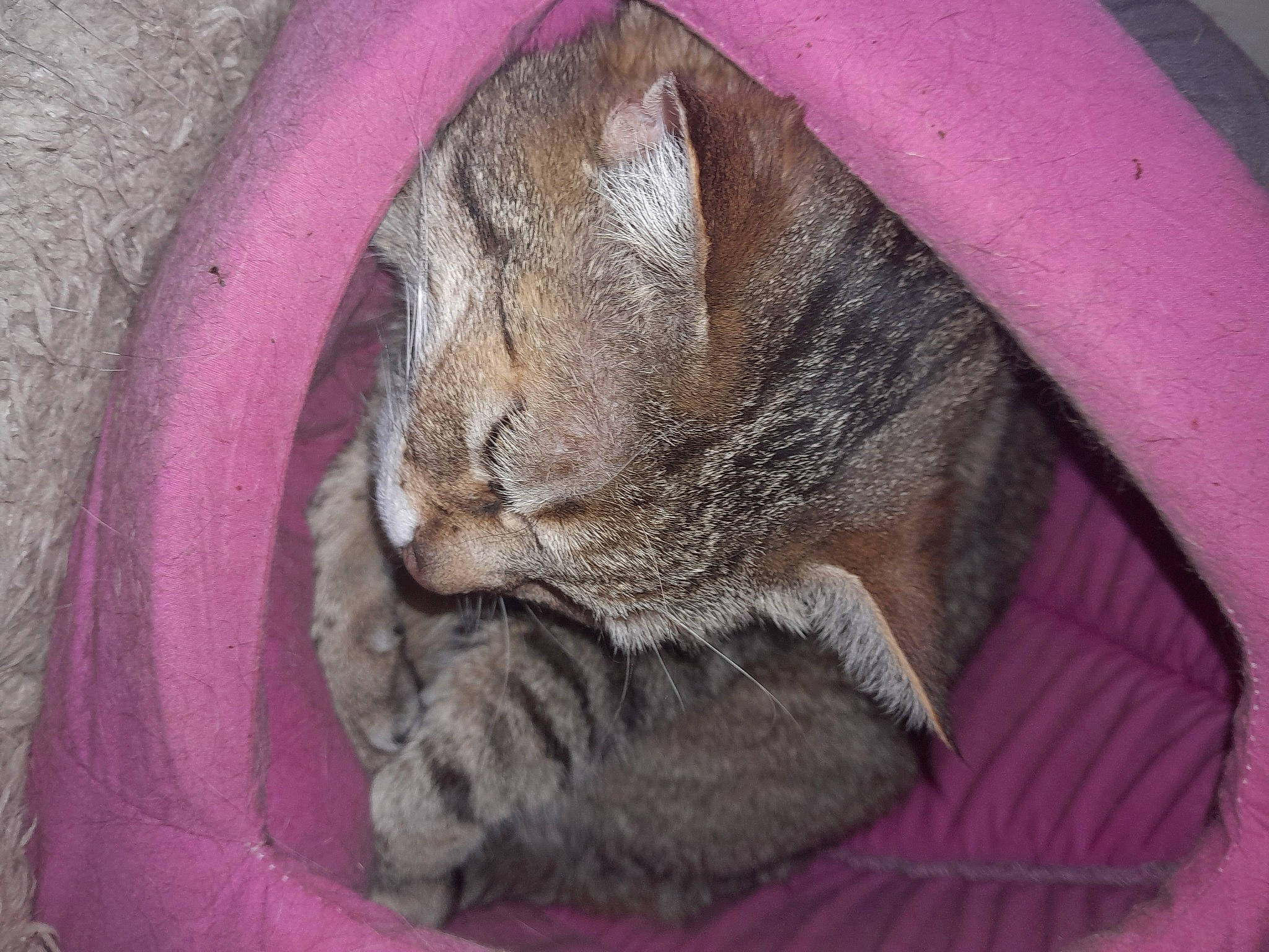 Noisette participe au concours pour gagner de l'argent avec cette photo : carnivore, cat, circle, claw, comfort, domestic_short_haired_cat, fawn, felidae, fur, grey, magenta, nap, paw, sleep, small_to_medium_sized_cats, snout, tail, whiskers, wildlife