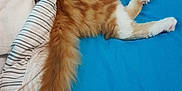 Love a rejoint le concours — aidez-le/la à gagner de superbes lots ! carnivore, cat, cymric, european_shorthair, fawn, felidae, fur, kitten, mammal, small_to_medium_sized_cats, tabby_cat, tail, whiskers