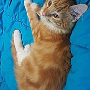 Love a rejoint le concours — aidez-le/la à gagner de superbes lots ! carnivore, cat, claw, cymric, domestic_long_haired_cat, domestic_short_haired_cat, european_shorthair, fawn, felidae, fur, german_rex, kitten, kurilian_bobtail, maine_coon, mammal, small_to_medium_sized_cats, somali, tabby_cat, vertebrate, whiskers